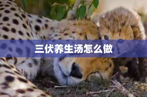 三伏养生汤怎么做