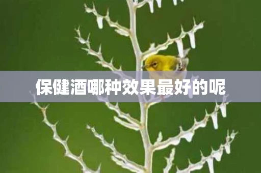 保健酒哪种效果最好的呢