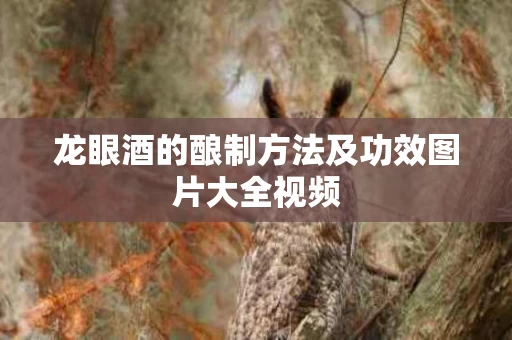 龙眼酒的酿制方法及功效图片大全视频