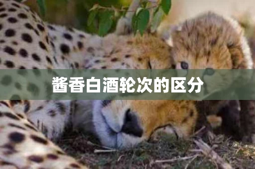 酱香白酒轮次的区分