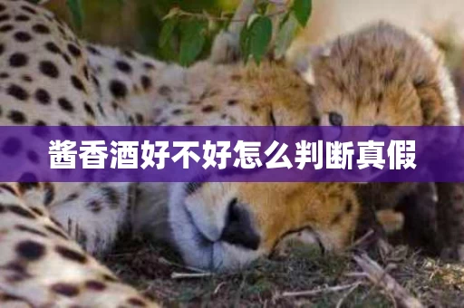 酱香酒好不好怎么判断真假
