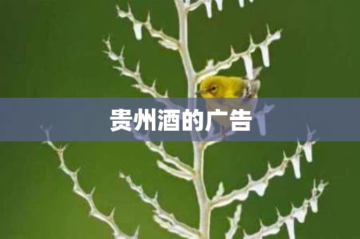 贵州酒的广告