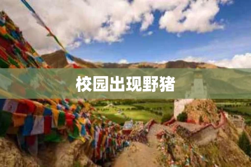校园出现野猪