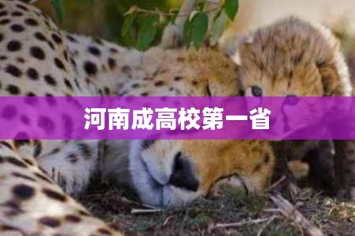 河南成高校第一省
