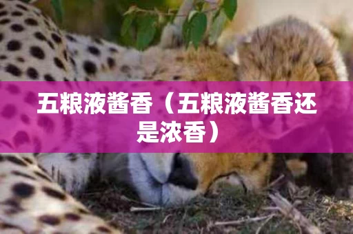 五粮液酱香（五粮液酱香还是浓香）