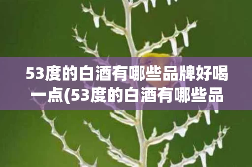 53度的白酒有哪些品牌好喝一点(53度的白酒有哪些品牌好喝一点呢)
