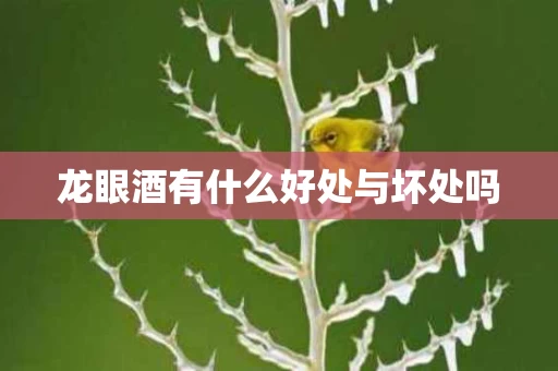 龙眼酒有什么好处与坏处吗
