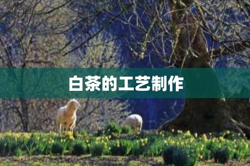 白茶的工艺制作