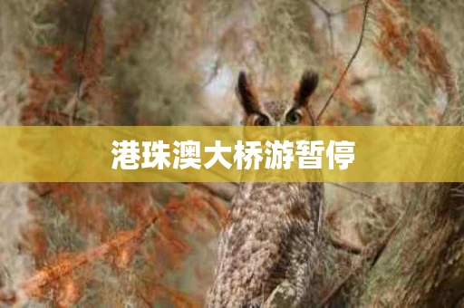港珠澳大桥游暂停