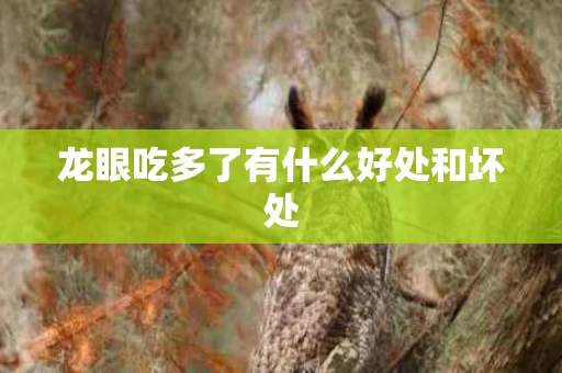 龙眼吃多了有什么好处和坏处