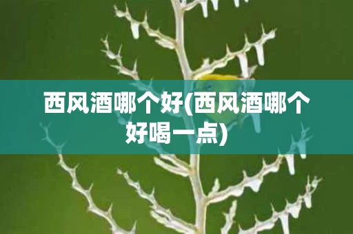 西风酒哪个好(西风酒哪个好喝一点)