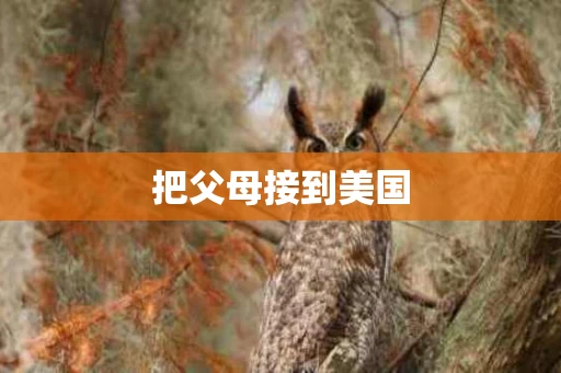 把父母接到美国