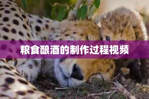粮食酿酒的制作过程视频