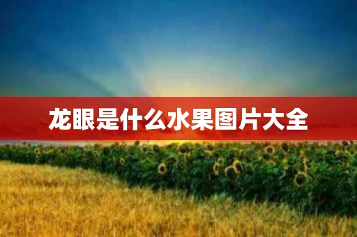 龙眼是什么水果图片大全