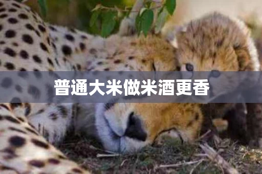 普通大米做米酒更香