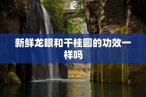 新鲜龙眼和干桂圆的功效一样吗