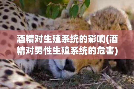 酒精对生殖系统的影响(酒精对男性生殖系统的危害)
