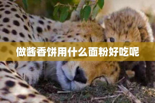 做酱香饼用什么面粉好吃呢