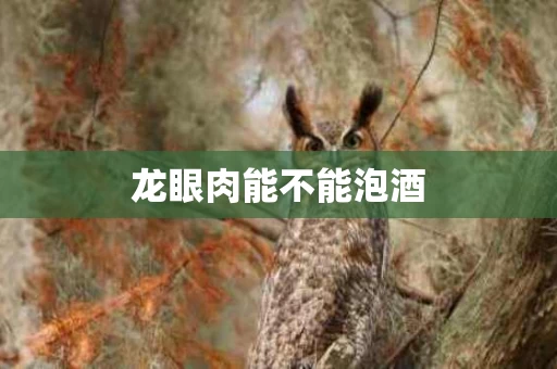 龙眼肉能不能泡酒