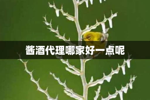 酱酒代理哪家好一点呢