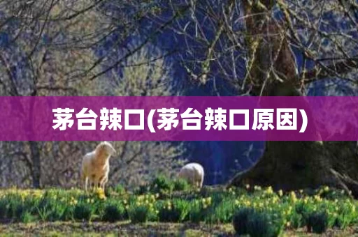 茅台辣口(茅台辣口原因)