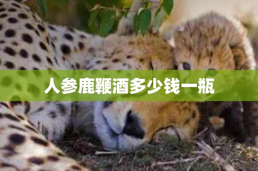 人参鹿鞭酒多少钱一瓶