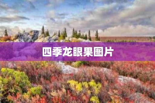 四季龙眼果图片