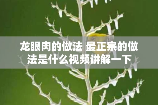 龙眼肉的做法 最正宗的做法是什么视频讲解一下