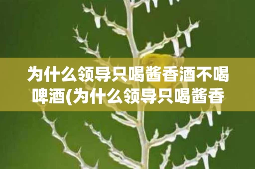 为什么领导只喝酱香酒不喝啤酒(为什么领导只喝酱香酒不喝啤酒的原因)