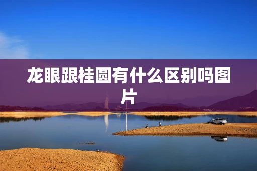 龙眼跟桂圆有什么区别吗图片