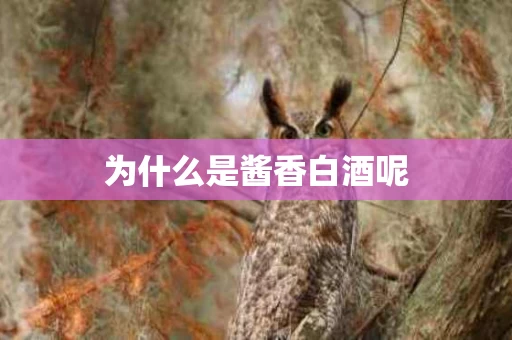 为什么是酱香白酒呢