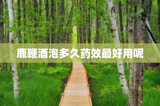 鹿鞭酒泡多久药效最好用呢