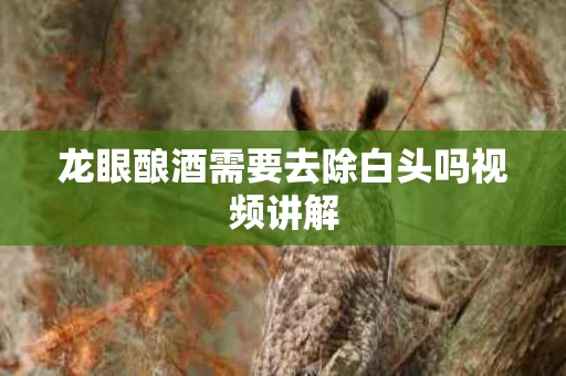 龙眼酿酒需要去除白头吗视频讲解