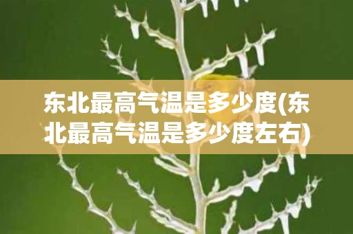 东北最高气温是多少度(东北最高气温是多少度左右)