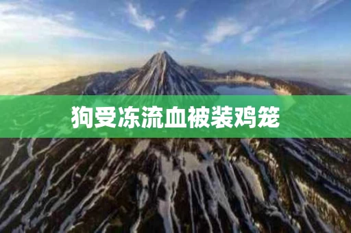 狗受冻流血被装鸡笼