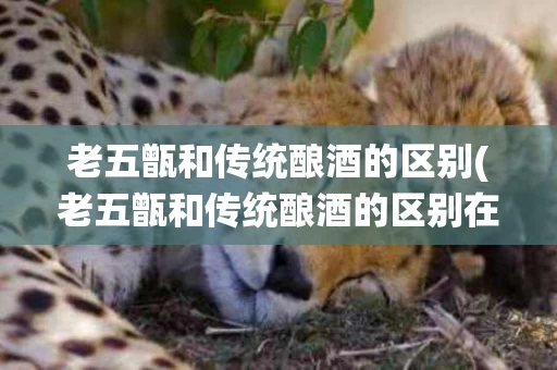 老五甑和传统酿酒的区别(老五甑和传统酿酒的区别在哪)