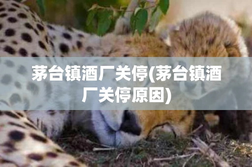 茅台镇酒厂关停(茅台镇酒厂关停原因)