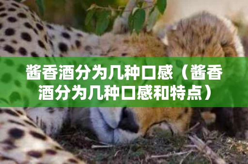酱香酒分为几种口感（酱香酒分为几种口感和特点）