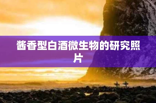 酱香型白酒微生物的研究照片