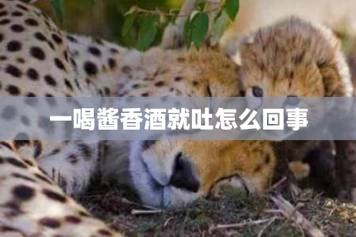 一喝酱香酒就吐怎么回事