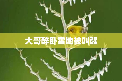 大哥醉卧雪地被叫醒