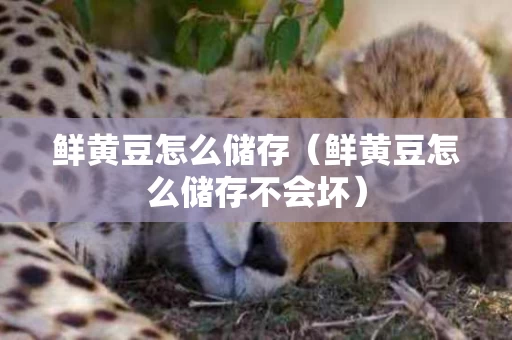 鲜黄豆怎么储存（鲜黄豆怎么储存不会坏）