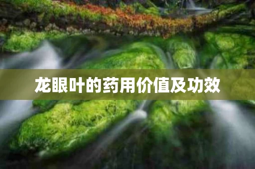 龙眼叶的药用价值及功效 龙眼叶的药用价值及功效