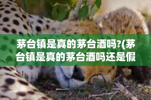 茅台镇是真的茅台酒吗?(茅台镇是真的茅台酒吗还是假的)