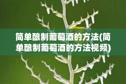 简单酿制葡萄酒的方法(简单酿制葡萄酒的方法视频)