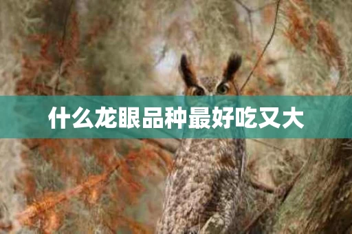 什么龙眼品种最好吃又大