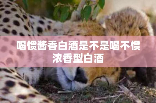 喝惯酱香白酒是不是喝不惯浓香型白酒