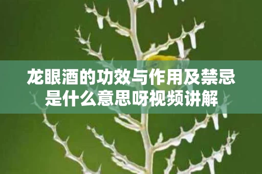 龙眼酒的功效与作用及禁忌是什么意思呀视频讲解