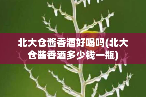 北大仓酱香酒好喝吗(北大仓酱香酒多少钱一瓶)