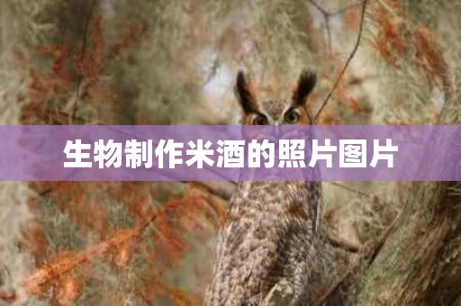 生物制作米酒的照片图片